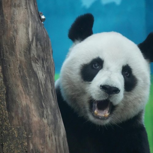 pexels-snow-chang-2148891262-33771561